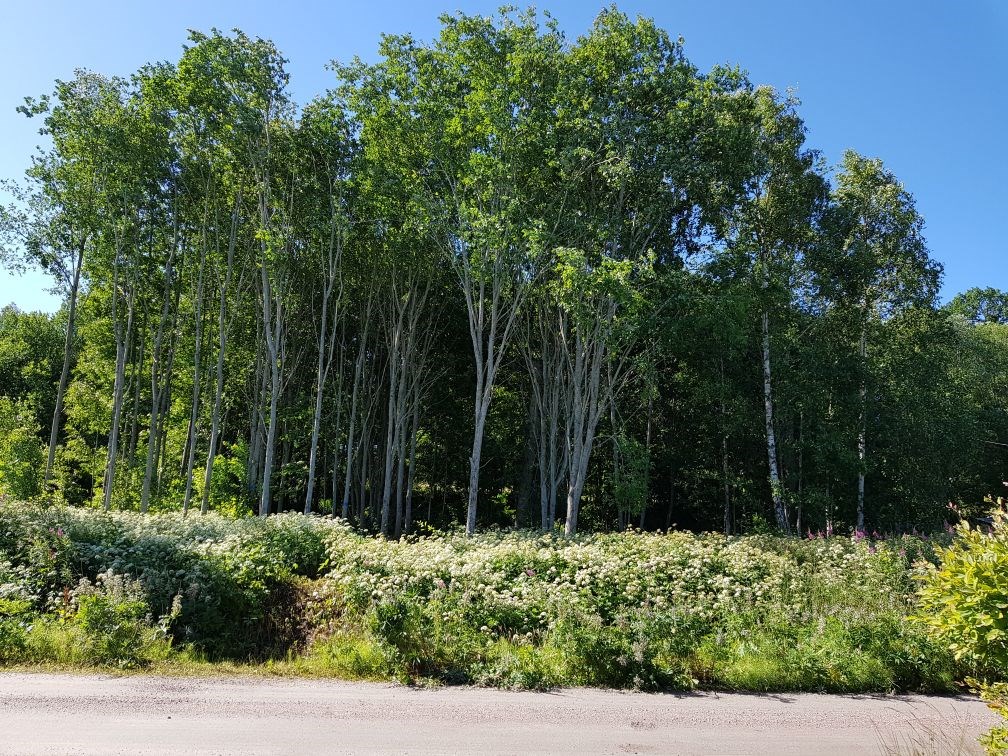 Säljarens egna bild